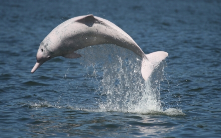 珠江口白海豚保護區觀測工程